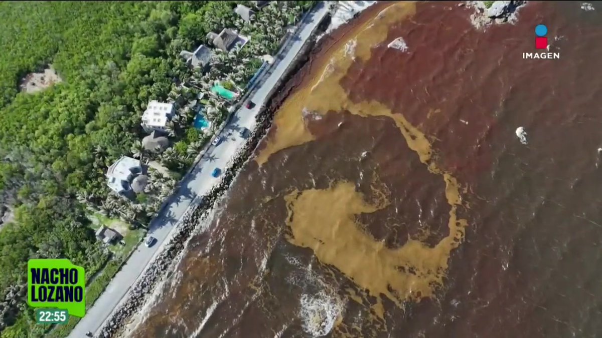 Al descomponerse, el sargazo en el mar Caribe libera metano, amoníaco y ácido sulfhídrico, gases tóxicos con olor a huevo podrido que pueden causar irritación en las vías respiratorias, dolores de cabeza y mareos. Esta situación ya es una amenaza ambiental y de salud pública.