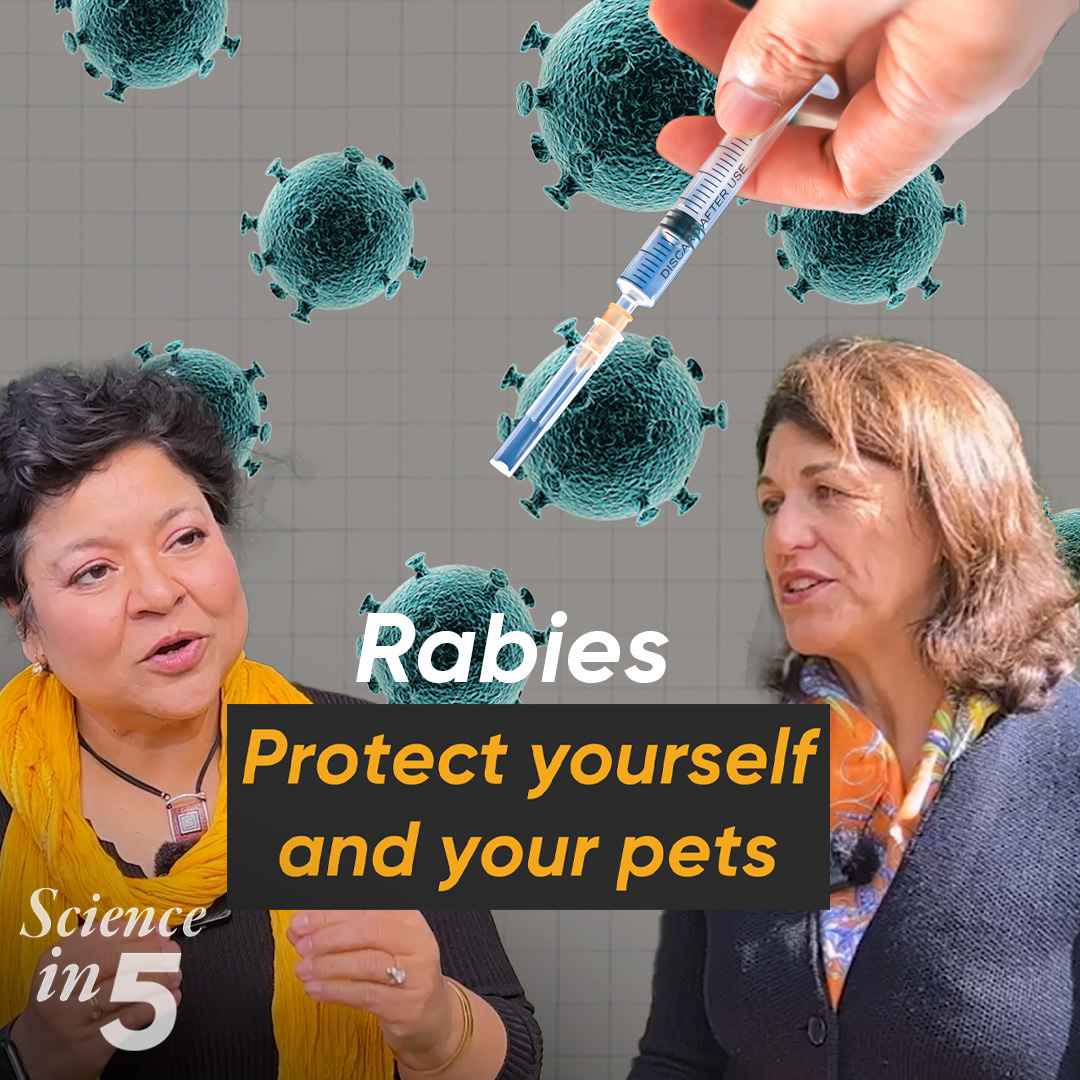 What is #rabies? How serious is it? How can you prevent rabies? Dr Bernadette Abela explains this and what you can do immediately after a bite in Science in 5 today.