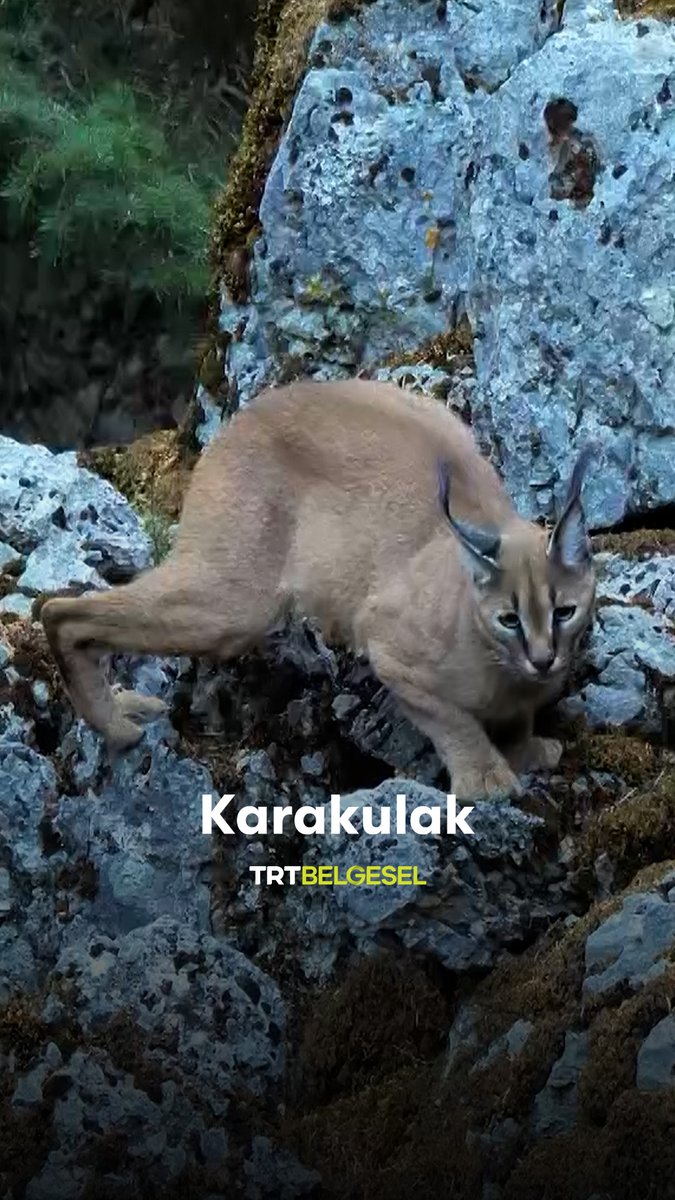 Muğla’nın derin ormanlarında sessiz adımlarla ilerleyen, keskin duyularıyla ekosistemde dengeyi koruyan zarif ama gizemli bir yabani kedi: Karakulak. 🐆 “Ormanın Sırrı: Karakulak”, 16.55’te TRT Belgesel’de.