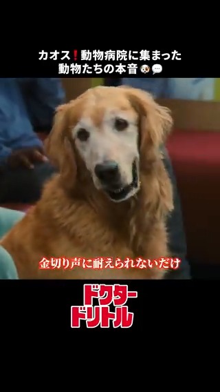 犬の本音がきこえる…👂💥 本編を観たくなったら 「🐶」をリプライしよう✍️ 疲れた身体にも きっと動物たちの癒しパワーが 「効くうううぅぅぅぅ」✨ 『#ドクタードリトル』は #ディズニープラス で配信中🩺