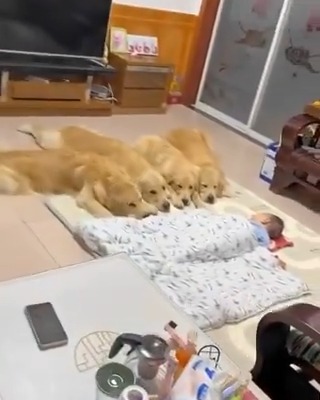 Puppies love and protect babies 🥰