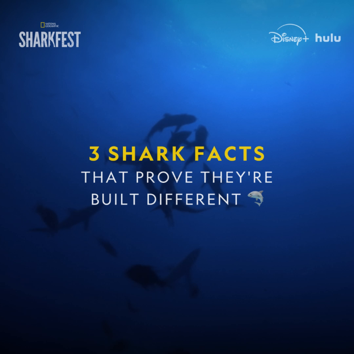 From nurse shark napping habits to the unusual additions that whale sharks have around their eyeballs, you won't believe these jaw-dropping facts! 🦈 Stream the #SharkFest collection on Disney+ and Hulu
