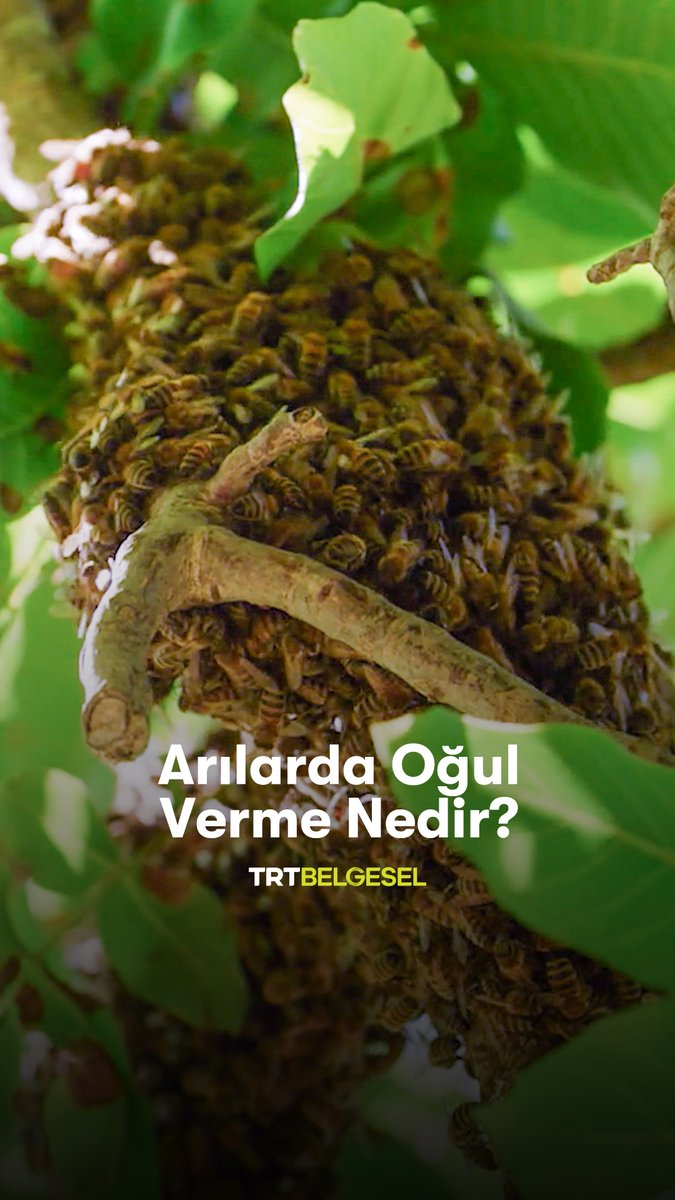 Oğul vermenin ne olduğunu ve oğul veren arının nasıl toplandığını öğreniyoruz. “Anadolu İnsanı“, TRT Belgesel’de.