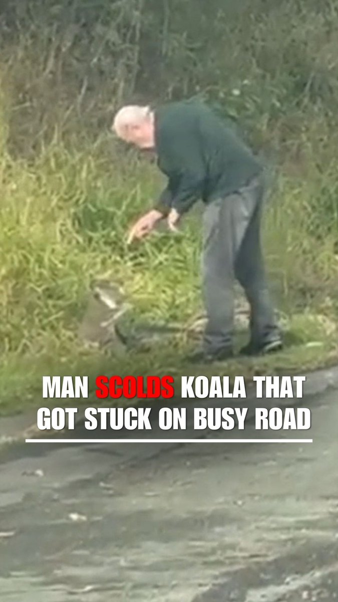 WATCH: A man tries to teach a koala a lesson after rescuing it from a busy road in Australia.