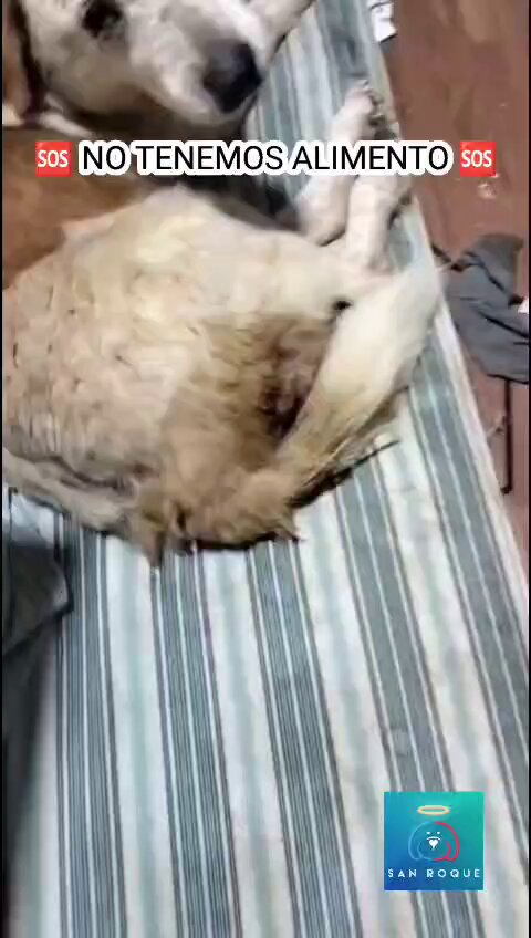 🆘 NO TENEMOS ALIMENTO 🆘 Nuestros 250 perritos no tienen qué comer 💔. Mamá Lucy está en Bogotá tocando puertas en restaurantes y pet shops, buscando ayuda. Por favor, no se olviden de ellos 🐶🙏🏼. Cada día se consumen 3 bultos de concentrado de 30 kg, además tenemos abuelitos que necesitan alimento medicado y varios cachorritos que comen Pro Plan. ✨ Cualquier ayuda suma. Cada granito cuenta. Pueden donar desde $1.000 COP a nuestras cuentas o llevar alimento a nuestros puntos de acopio en Bogotá. 📌 Recibimos: Alimento para adulto: Nutrión, Chunky, Dog Chow, Filpo, Ringo. Para cachorros: Pro Plan. Medicados: Royal Canin raza mediana, Hills Small Paws +7, Equilibrio Hepatic, Pro Plan Urinary, Hills Renal. También: menudencias, hígado, arroz, papa, zanahoria y harina. Gracias de corazón por ayudarnos a seguir cuidando de ellos 🐾💛 #fundacionsanroque #helpdogs #donaciónconamor