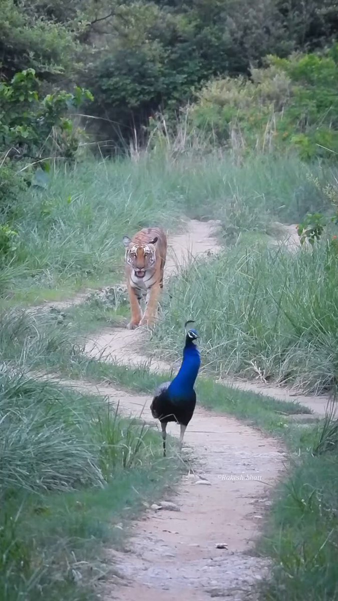 An amazing video, our national animal and bird, together in one frame! A perfect symbol of India's vibrant spirit. Wishing everyone a Happy Independence Day. आप सभी को स्वतंत्रता दिवस की हार्दिक बधाई एवं शुभकामनाएं, जय हिंद। 🇮🇳 VC: Rakesh Bhatt #IndependenceDay #JaiHind #स्वतंत्रता_दिवस #India #tiger #peacock