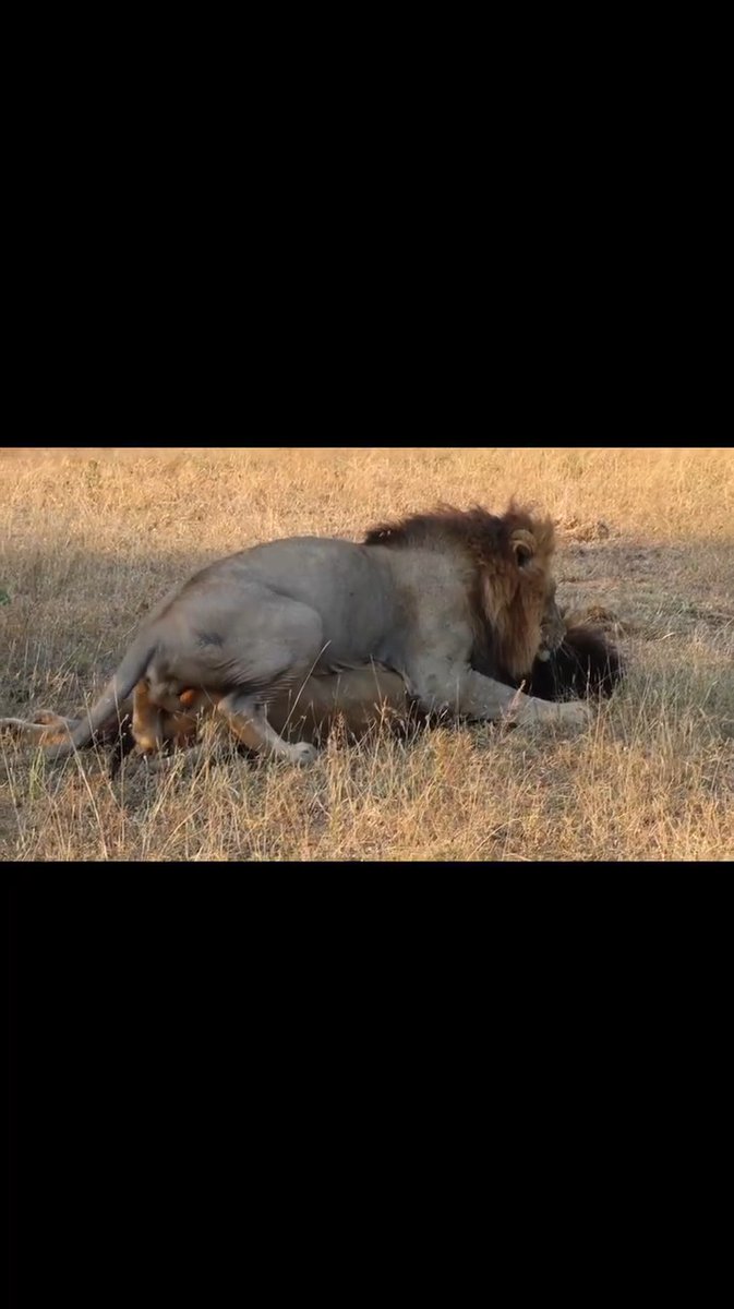 These ones must have been raised in a zoo somewhere in America. Wild african lions never behave like that.