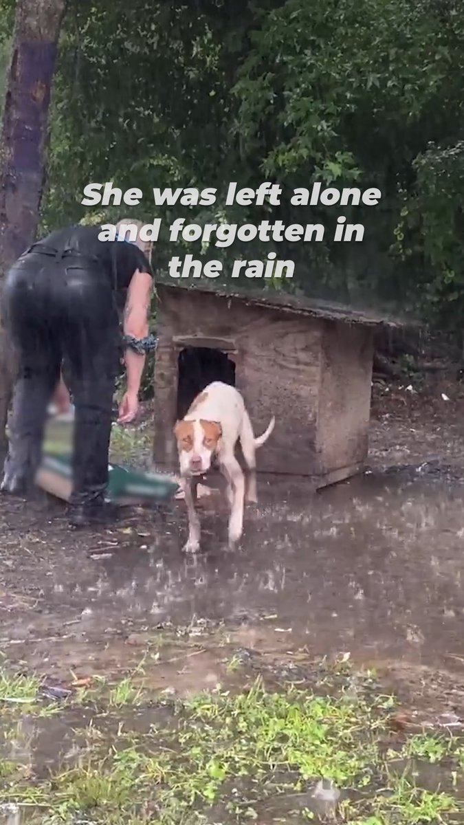 Left outside, tied up, and all alone in the pouring rain. All she wants is a little kindness 💔 This is exactly why we’re doing everything we can to ban chaining.
