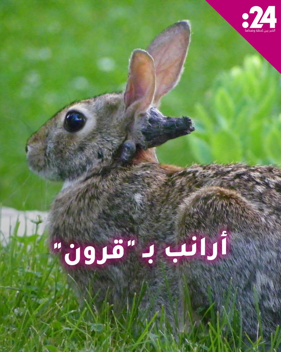 أرانب بـ"قرون" تربك سكان ولاية كولورادو الأمريكية.. ما سر هذه الملامح الغريبة؟