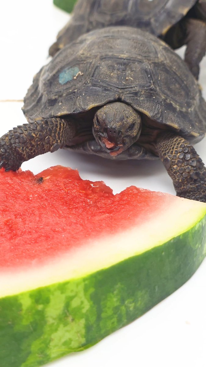 How many chomps does it take a baby Galapagos tortoise to get to the center of a watermelon slice? 🍉The world may never know... but leave your guesses in the replies! 👇