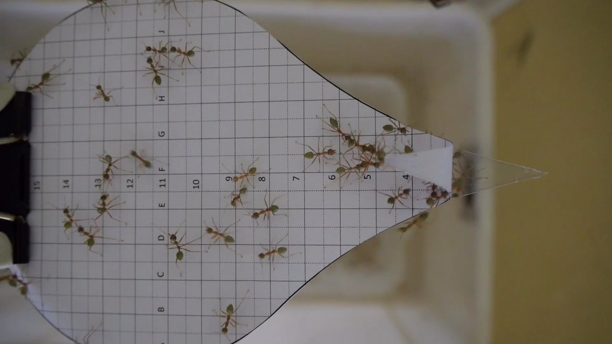 Each weaver ant can pull on a leaf much harder when in a group than when it works alone. The ants’ sticky feet and coordinated legwork, researchers believe, improve the ants’ collective efficiency—a finding that may provide insights into how to build and coordinate swarms of robots that work together. Learn more: News from Science