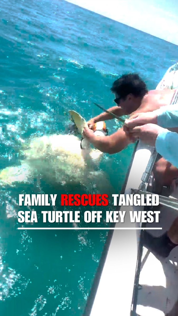 WATCH: A family untangles a trapped sea turtle while snorkeling off of Key West, Florida.