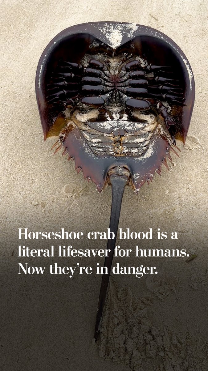 For decades, the biomedical industry has relied on a compound in horseshoe crab blood to protect medical equipment from contamination, saving untold human lives. But conservationists say modern medicine’s dependence on this bloodletting is upending a globe-spanning ecosystem.