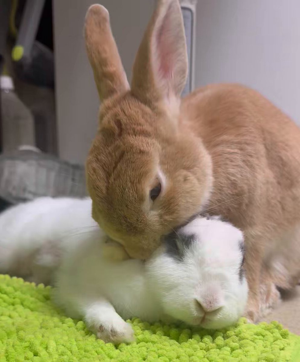 髪を切った飼い主に話しかけられて驚く子 (声あり)