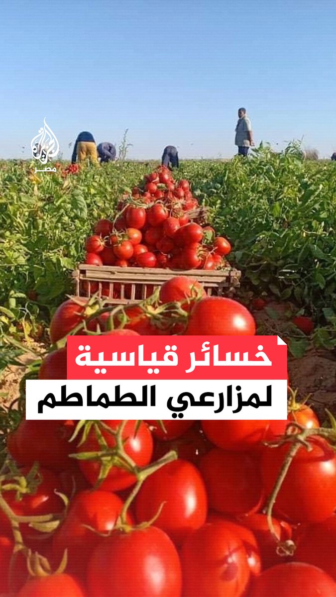 وفرة الطماطم في مصر تخفض الأسعار إلى جنيهين للكيلو ونقابة الفلاحين تحذر من خسائر محتملة وعزوف عن زراعتها.. ما القصة؟