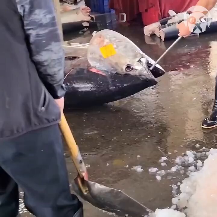 Size of this tuna fish