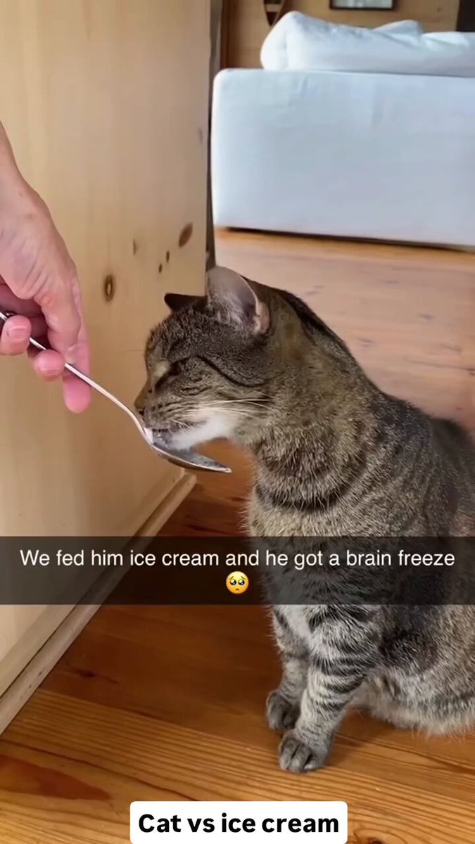 Cat vs ice cream