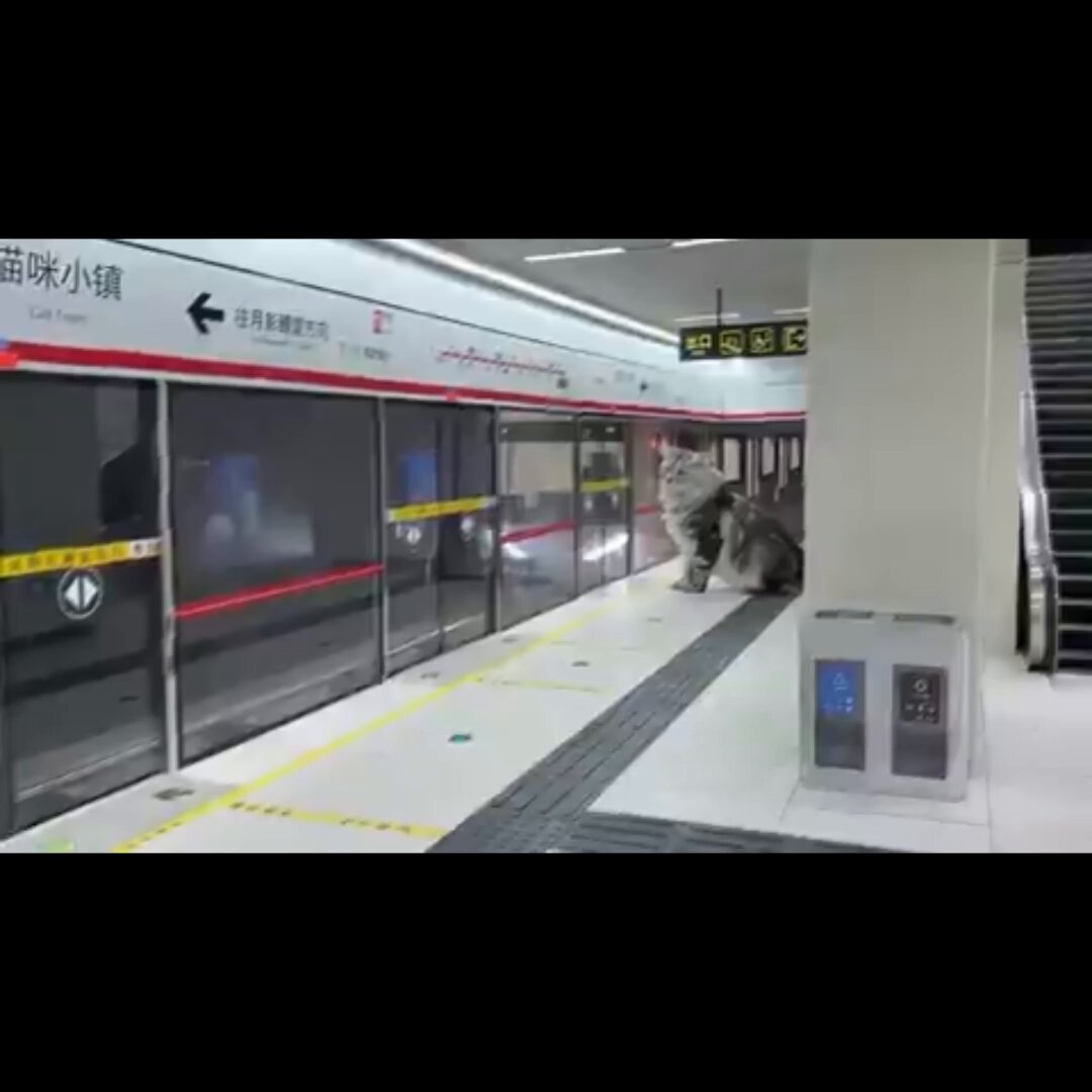 Cet homme japonais a construit un micro metro spécial pour ses chats.
