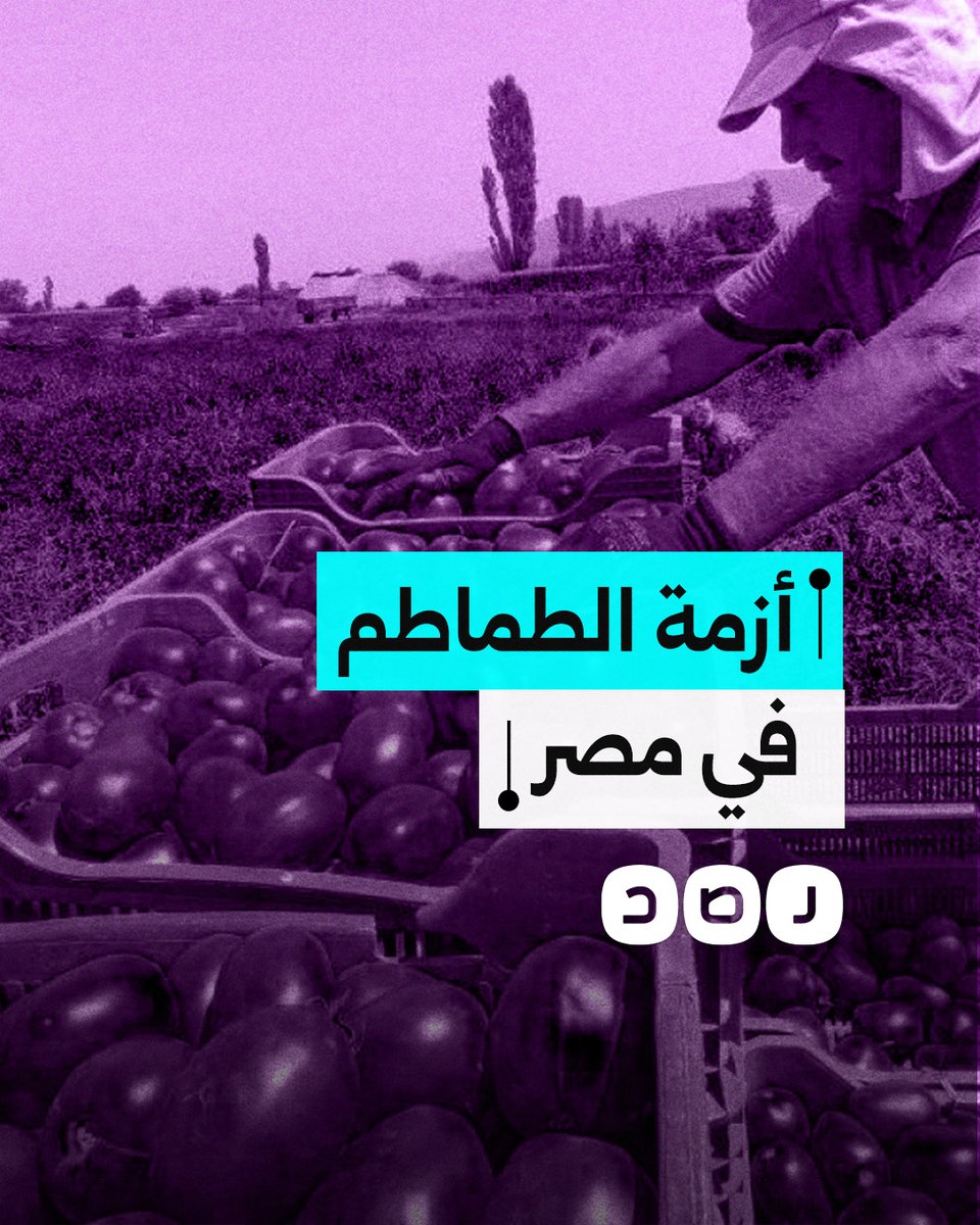 خسائر بمئات الآلاف.. من يتحمل انهيار سوق زراعة الطماطم في مصر؟