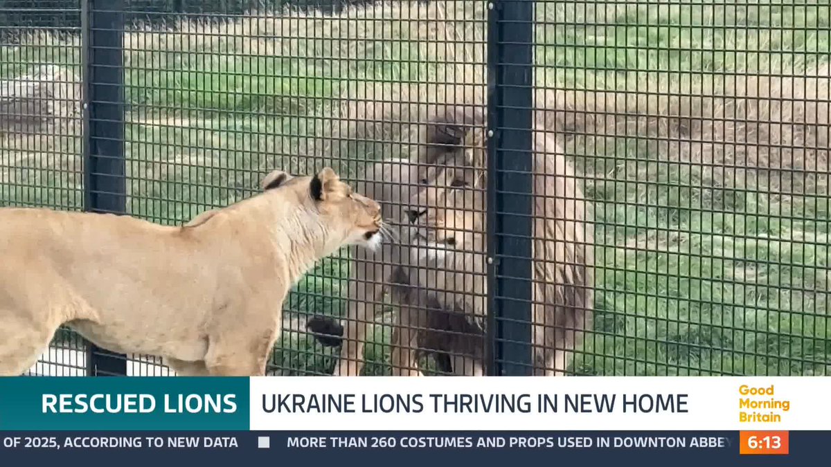 A group of lions rescued from Ukraine by a British charity are thriving in their new home. It's been one year since Yuna, Rori, Vanda, Amani and Lira began new lives at The Big Cat Sanctuary. Nick Dixon reports.