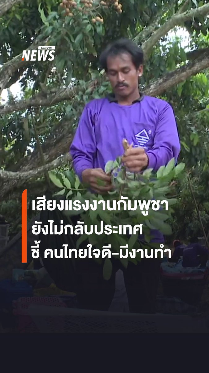 แรงงานกัมพูชาทำงานในไทยกว่า 10 ปี เผย ปัจจุบันยังไม่ตัดสินใจกลับประเทศ เป็นแรงงานเก็บลำไยที่ จ.จันทบุรี ชี้ อยู่ไทยมีงานให้ทำ #แรงงาน #แรงงานกัมพูชา #ไทย #ทำงาน #เก็บลำไย #จันทบุรี #ข่าววันนี้ #ข่าวไทยพีบีเอส #ข่าวที่คุณวางใจ #ThaiPBSnews #ThaiPBS