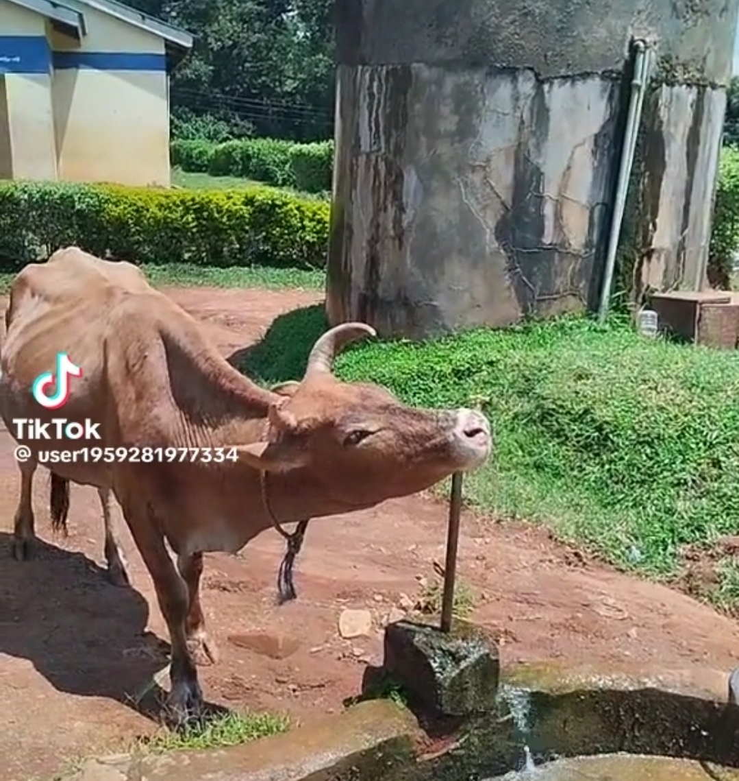 Hii ngombe nikama imefanya law ju inakunywa magistrate from the tap 🤣🤣🤣