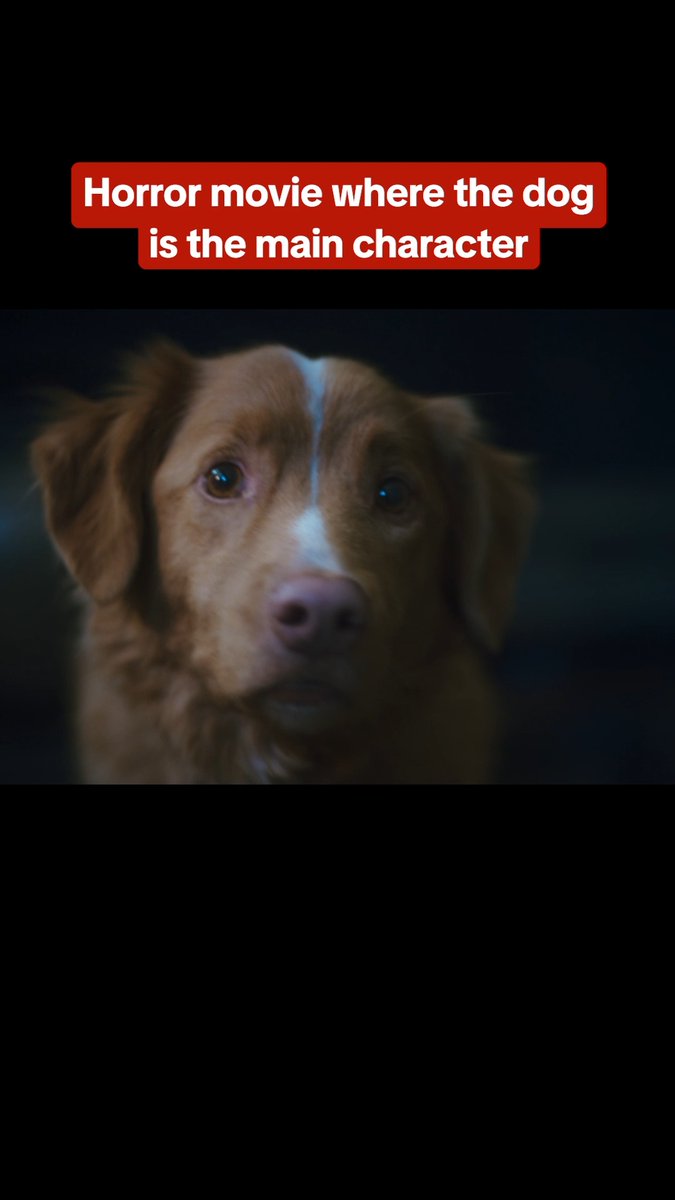 Good Boy is a horror movie from the perspective of a dog. Director Ben Leonberg used his own dog Indy to play the titular role. #GoodBoy