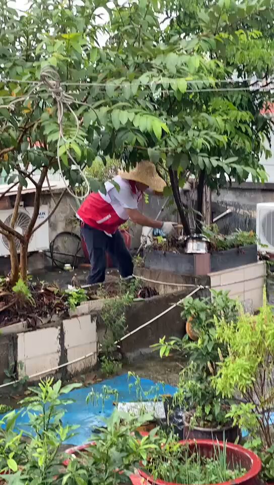 8月18日，广东多地出现过度防疫。佛山有居委会上门直砍居民天台绿植，广州海珠区也发生类似情况。
