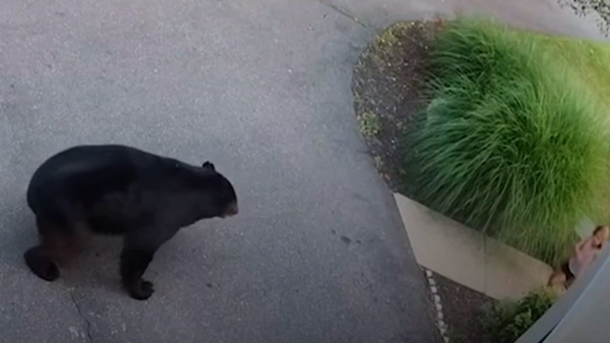 A young girl came face-to-face with a black bear in the driveway of her New Jersey home. See her quick reaction when the two met.