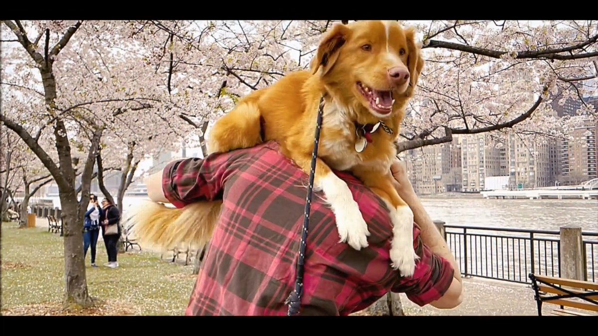 A dog is the main character in the horror film Good Boy, which follows Indy as he battles a malevolence intent on dragging his beloved owner into the afterlife.