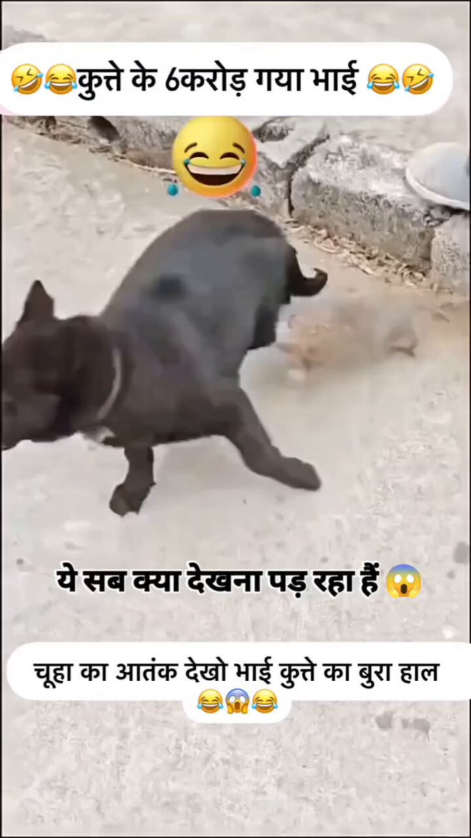 Chuhe ka aatank dekho kutte ka bura haal