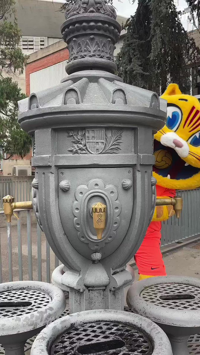 Cat with the new kit >