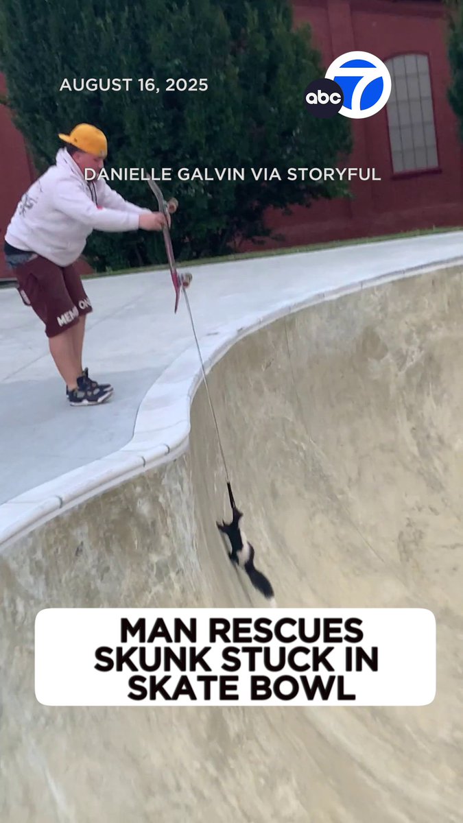 An early morning stroll turned into a rescue mission when a skunk was discovered at the bottom of a skating bowl in Pennsylvania. 🦨🛹 A man used a skateboard attached to a dog leash to lift the skunk to safety.