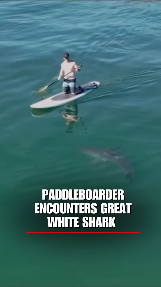 WATCH: A paddleboarder has a chilling encounter with a young great white shark off the coast of California.