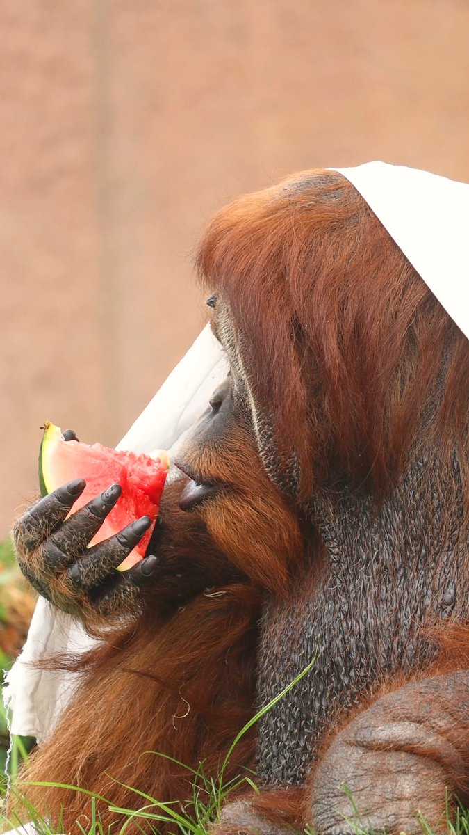 Baby Jambi, momma Tua, and dad Sugi know the secret to holding onto the summer spirit: sweet watermelon treats! 🍉 Don't let the rest of your summer slip away—soak up the season (and the sun) with this orangutan family at the Zoo! 😋 VISIT PA
