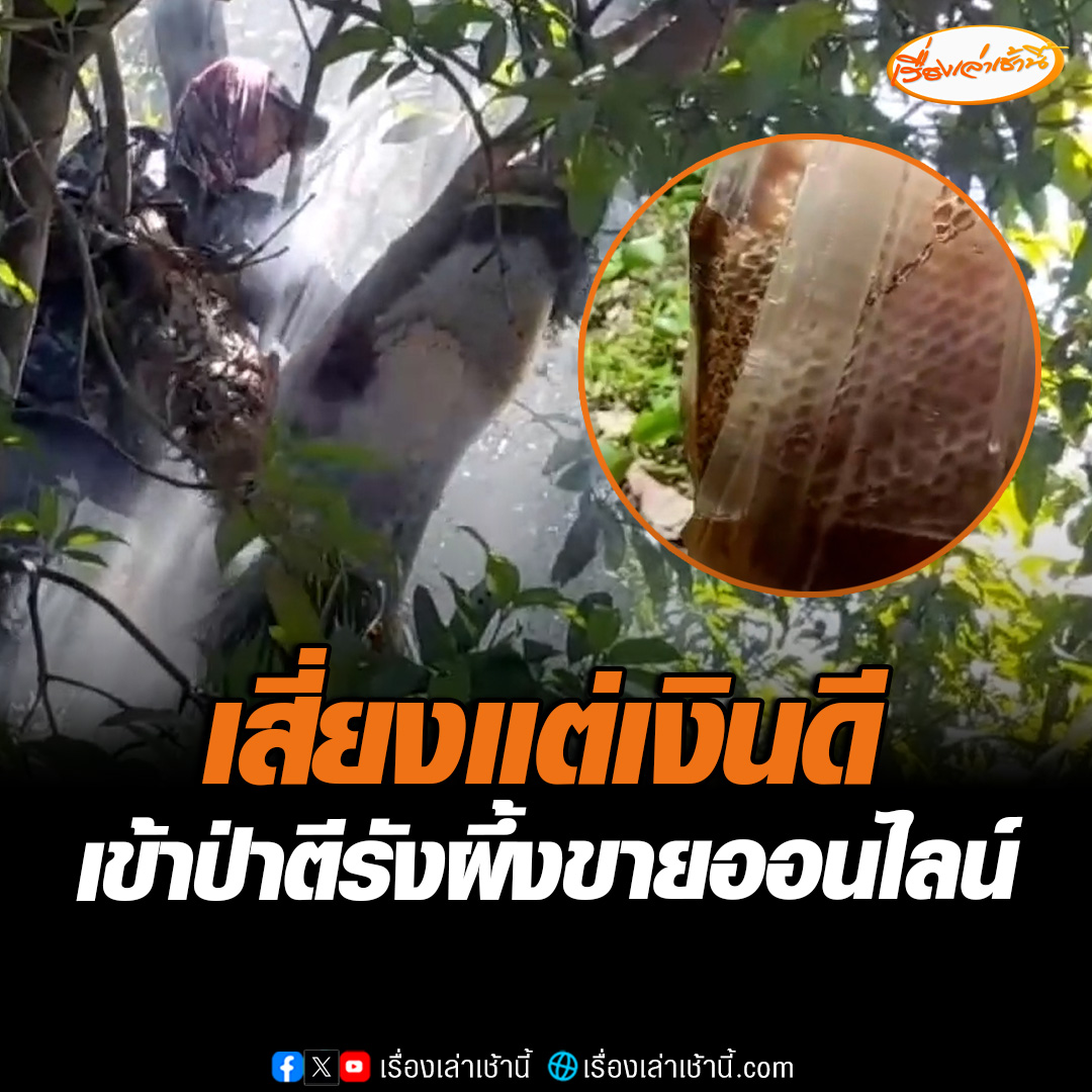 อาชีพเสี่ยงแต่เงินดี เข้าป่าตีรังผึ้งโพสต์ขายออนไลน์ สร้างรายได้เลี้ยงครอบครัว บอกอาชีพนี้ต้องขยัน อดทนเพราะเสี่ยงต่อการบาดเจ็บจากการโดนผึ้งต่อย #เรื่องเล่าเช้านี้ #ข่าวช่อง3 #ข่าวภูมิภาค #อ่างทอง #อาชีพทำเงิน