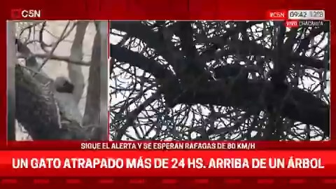 Chacarita: hay un gato atrapado hace más de 24 horas arriba de un árbol en medio de las lluvias 📲 #C5N en vivo: