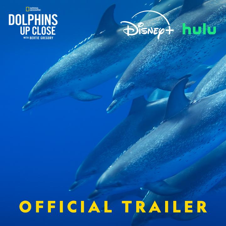 You've seen dolphins before, but have you SEEN dolphins like THIS before?🐬 Join Bertie Gregory below the waves as he takes a closer look at the world of dolphins in #DolphinsUpClose! #DolphinsUpClose with Bertie Gregory premieres Thursday September 18 at 9/8c on National Geographic. Streaming on Disney+ and Hulu.