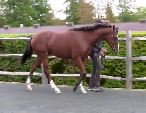 Ombudsman as a yearling 🤩 #TattsOctober