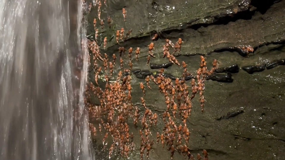 Researchers have filmed thousands of climbing catfish scaling waterfalls, providing a rare insight into the daring migration of an enigmatic fish. Learn more: News from Science