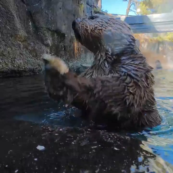 set the oyster bar to ottermatic