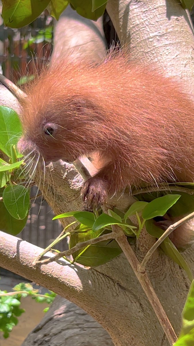 And this pint-sized porcupette's name is… PIQUITO! 🥁♥️ Thank you to everyone who voted to help name this teeny tot. Piquito means "little point" in Spanish, absolutely fitting for the spunky little one and their collection of tiny, sharp quills.