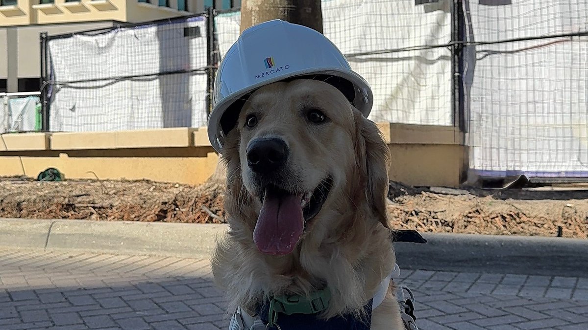 OSHA approved: An adorable dog named Cooper supervises the construction site and conducts a "pup quality test" at Mercato in Naples, Florida.
