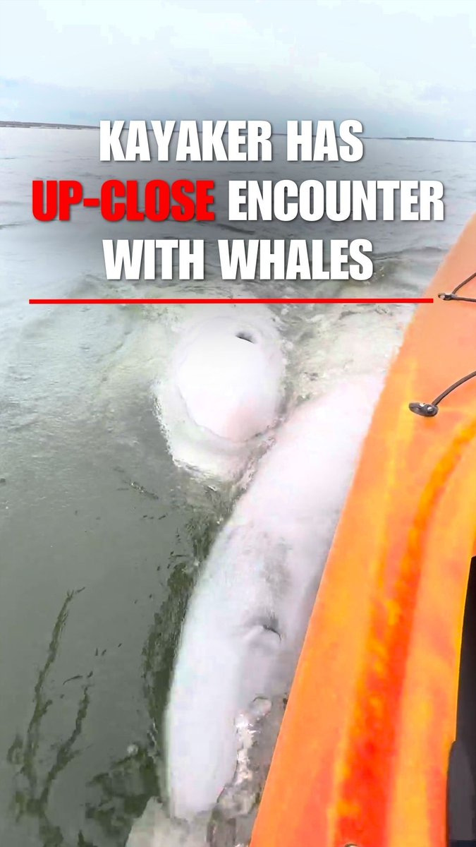 ‘WHALE OF A TALE’: A tourist in Canada captures the moment two beluga whales swim around her kayak, bumping into the boat and spinning under the water.