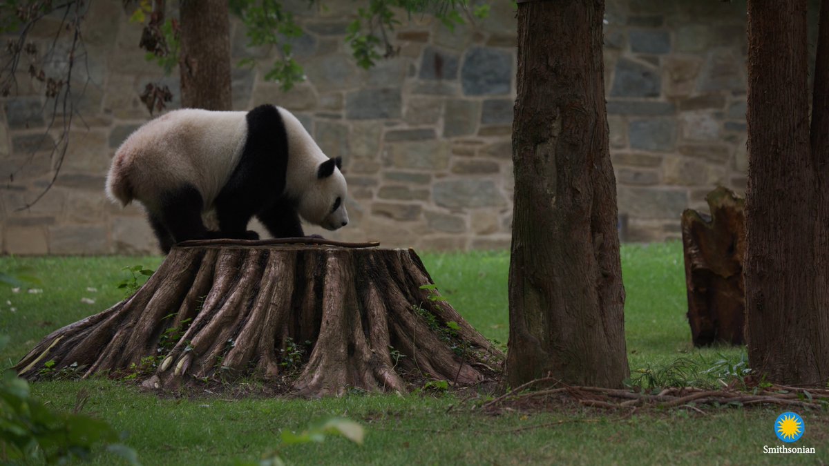 🐼🍂 Earlier this spring, giant panda Qing Bao experienced her first estrus cycle—the very short window when female giant pandas are able to conceive a cub. She and male Bao Li didn’t breed this year, but changes in Qing Bao’s behavior and hormones indicate she’s going through pseudopregnancy—the phenomenon where a female panda behaves as if she is pregnant, even though she isn't. ✏️Read the full #DCPandas update from keeper Mariel Lally: