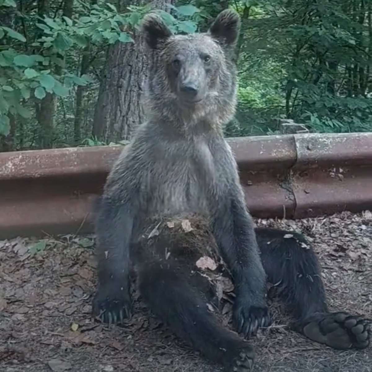 Este animal salvaje se toma todo con calma En Rumanía, unos conductores se encontraron con un oso sentado al borde de la carretera que, en lugar de demostrar agresividad, transmitía una sensación de total despreocupación.