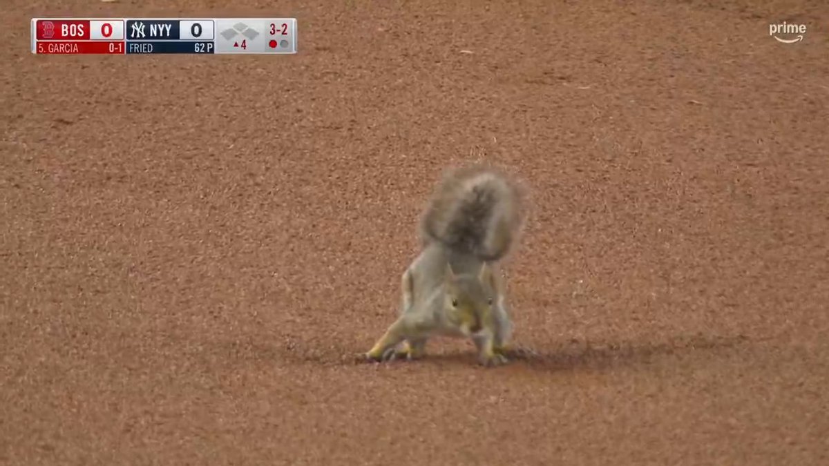 SQUIRREL ON THE LOOSE AT YANKEE STADIUM!