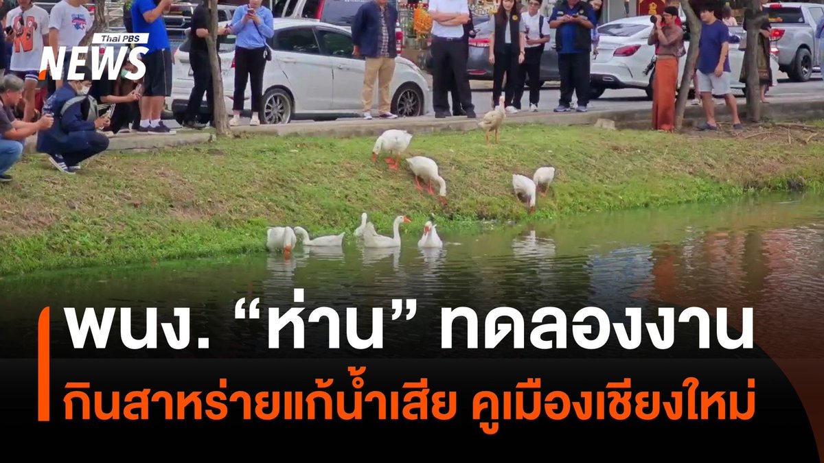 ใช้ "#ห่าน" ทดลองงาน ช่วยกินสาหร่าย-จอกแหน แก้น้ำเสีย ปรับคุณภาพน้ำ #คูเมืองเชียงใหม่ จนท.ขอนักท่องเที่ยว อย่ารังแกฝูงห่าน เมื่อครบ 7 วัน ถ้าผลงานดี จะให้อยู่ทำต่อ #เชียงใหม่ #นักท่องเที่ยว #ข่าววันนี้ #ข่าวไทยพีบีเอส #ข่าวที่คุณวางใจ #ThaiPBSnews #ThaiPBS