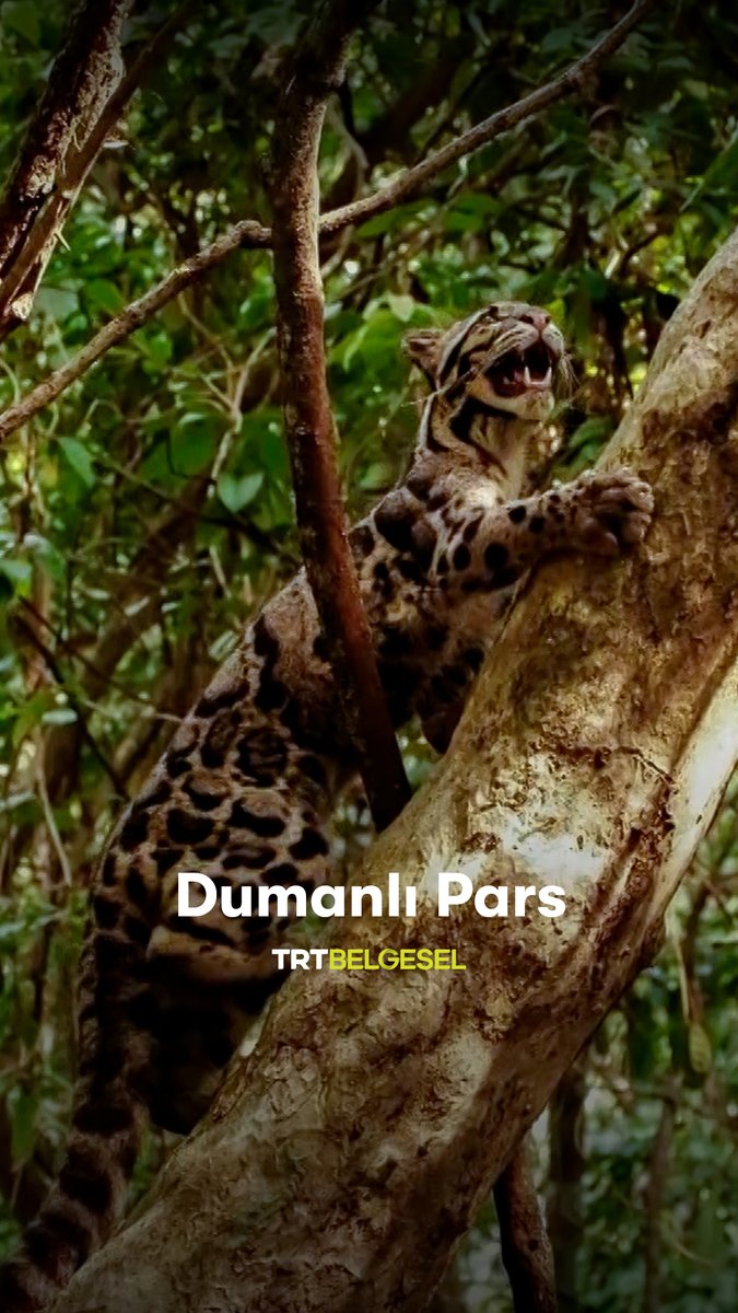 Genç dumanlı parsın, makak avlama denemesine tanık oluyoruz. "Himalayaların Gökyüzü Irmağı", TRT Belgesel'de.