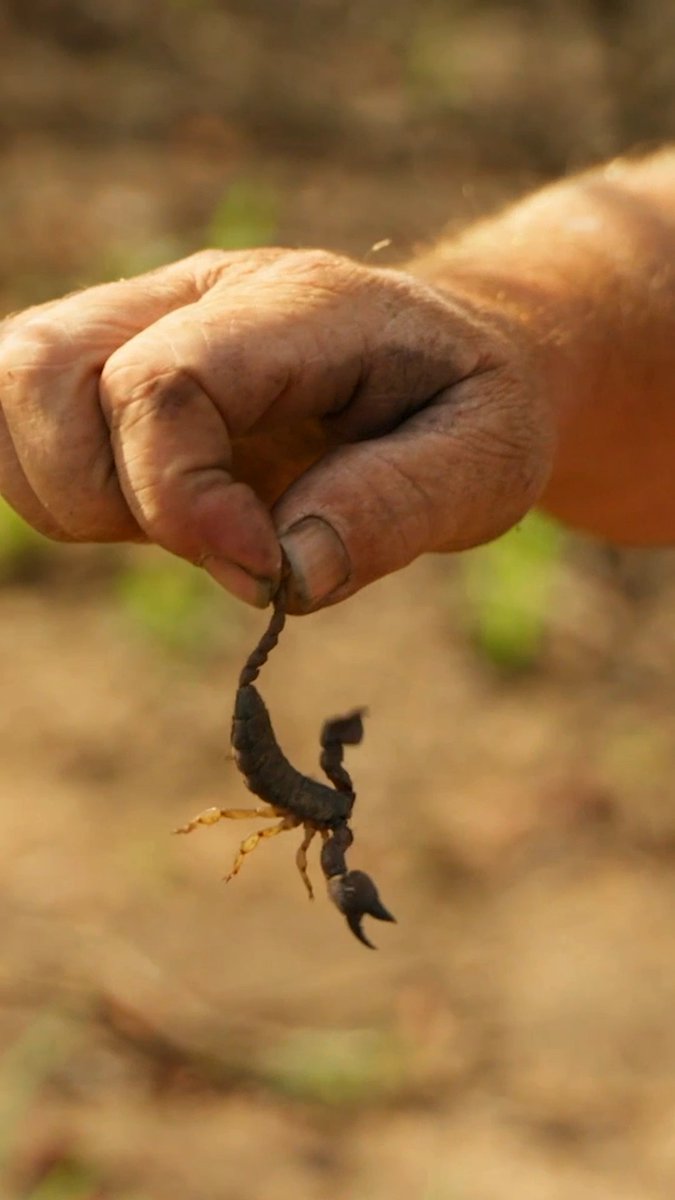 How to snatch a scorpion in the wild 🦂 Don't miss #NakedAndAfraid: Apocalypse Sunday at 8P on Discovery!